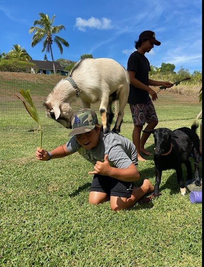 808 Goat Yoga