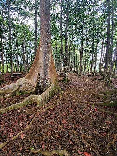 Sacred Rudraksha Forest